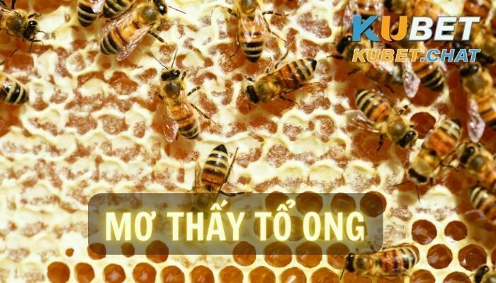 Mơ thấy tổ ong mang điềm gì? 99+ số may mắn đánh ăn chắc