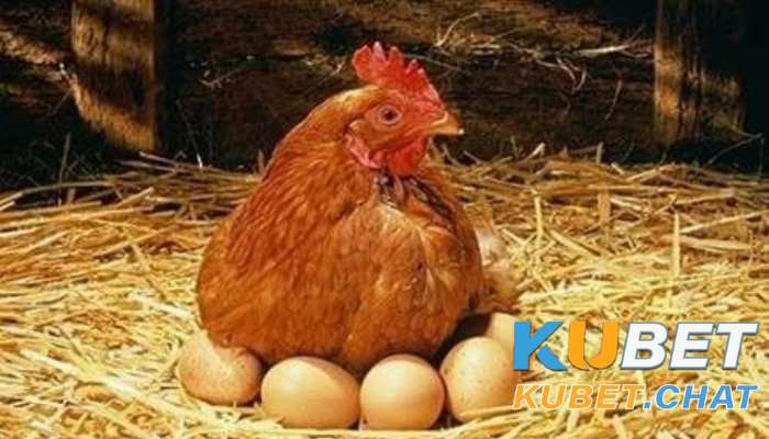 Mơ thấy gà con mới nở và gà mẹ đang ấp trứng 